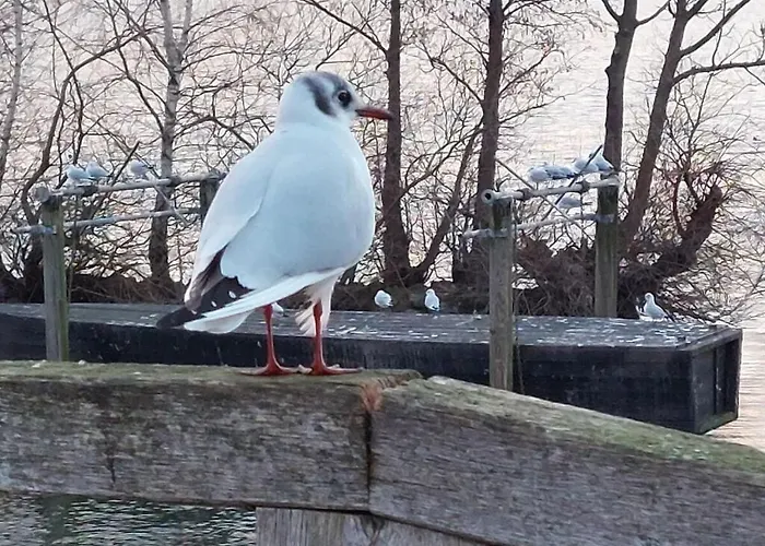 Dornbusch 3 * Steinhude